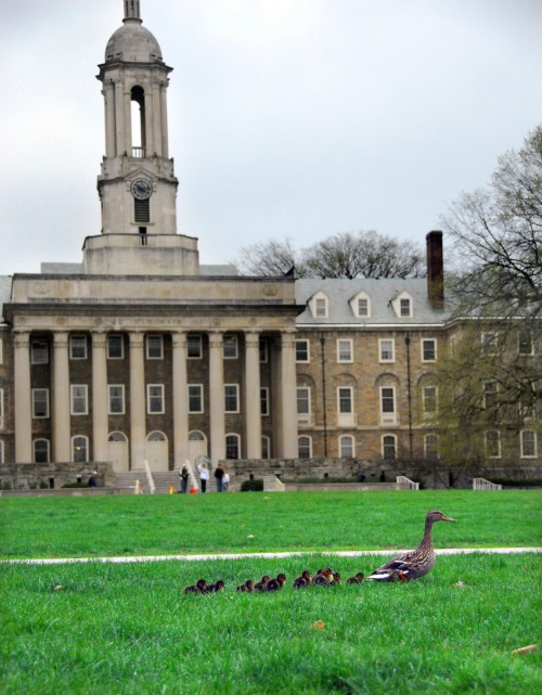 As April rain continues, a female duck and her ducklings walk across Old Main lawn on Tuesday April 21, 2009.